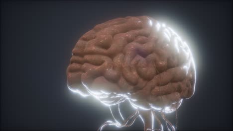 Animiertes-Modell-Des-Menschlichen-Gehirns